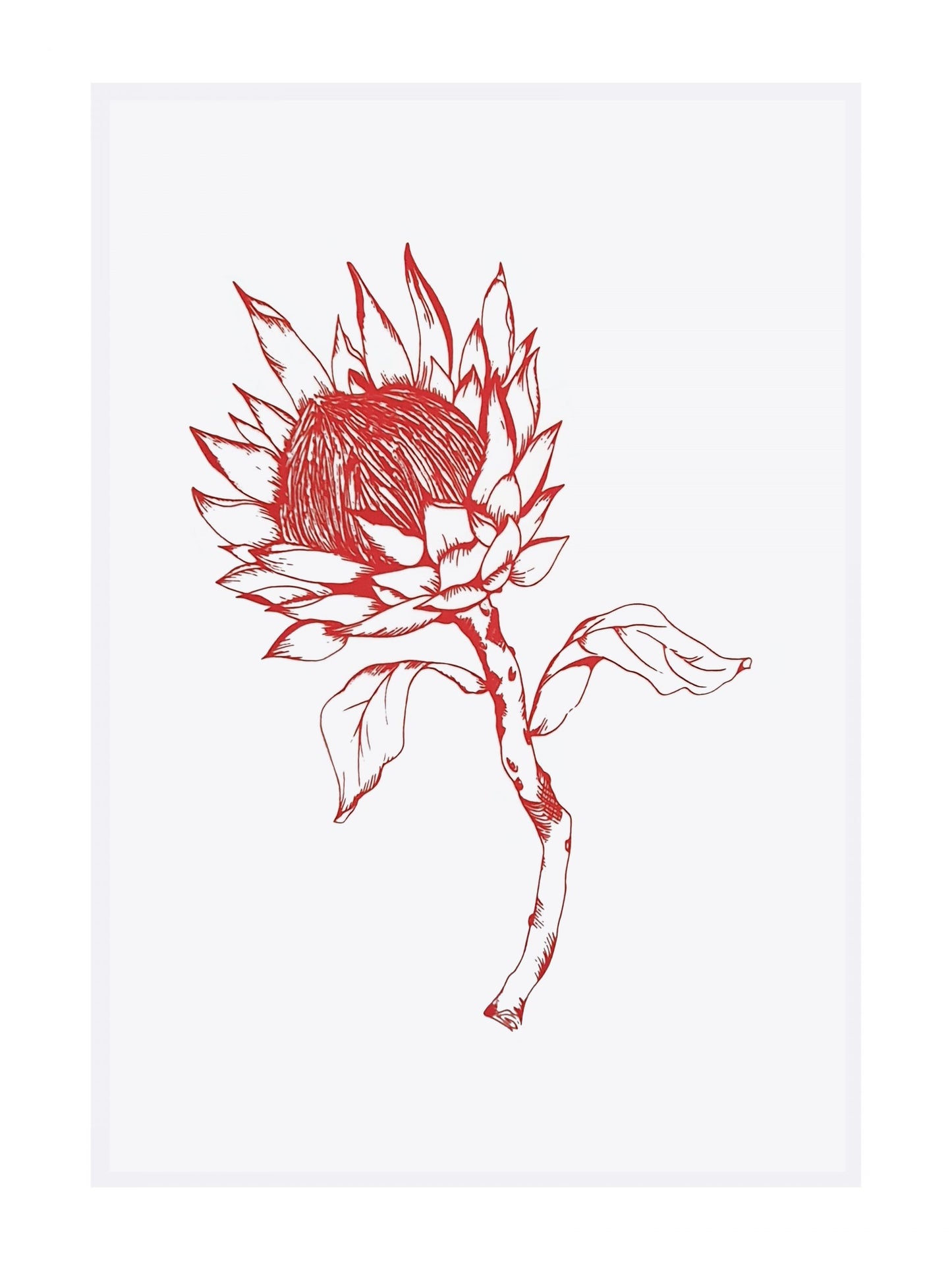 dishy designs - Red King Protea Tea Towel